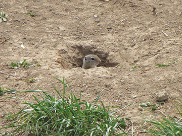 A Belding’s ground squirrel. Can you hit a quarter at 40 yards? These critters can eke out a living in the high desert, but give them an alfalfa field or acres of orchard grass and it’s like heaven with everything they need to raise up big families.